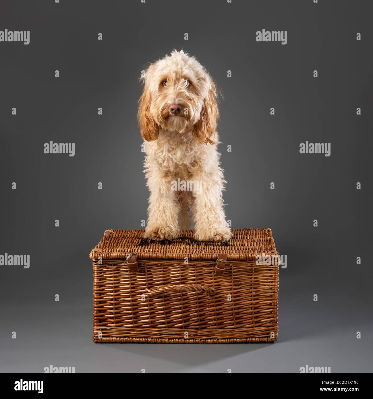 Il cane Cockapoo sedette sopra il criceto da picnic in vimini sfondo grigio Foto Stock
