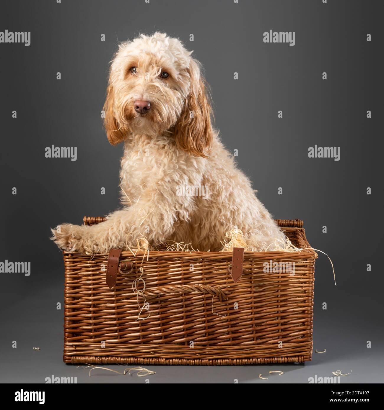 Cockapoo dog sedette all'interno del cesto da picnic in vimini su sfondo grigio Foto Stock