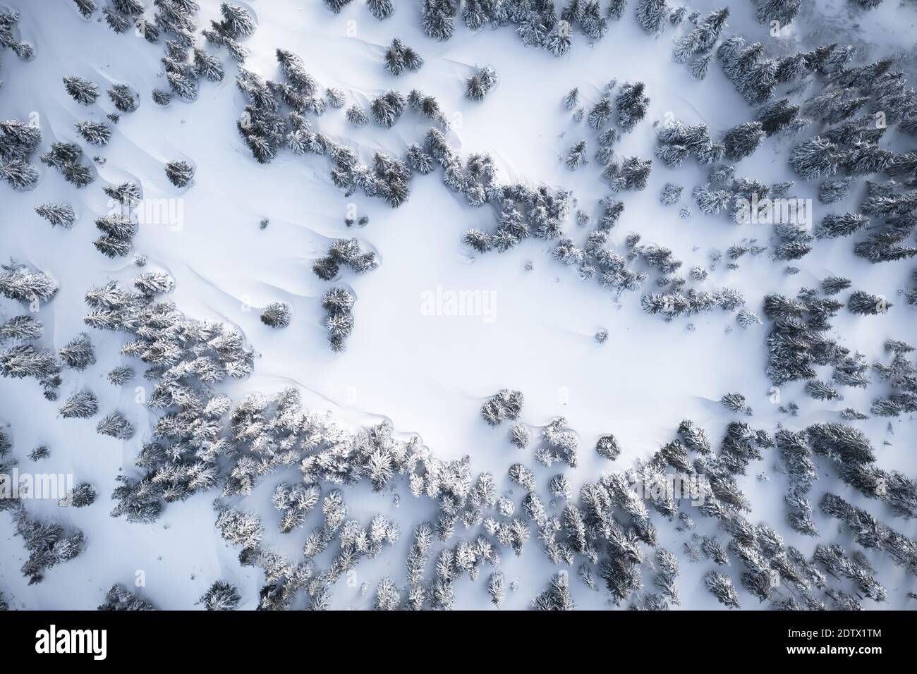 Aereo drone top down volare sopra inverno abete e pineta. Abeti in montagna valle coperta di neve. Fotografia di paesaggio Foto Stock