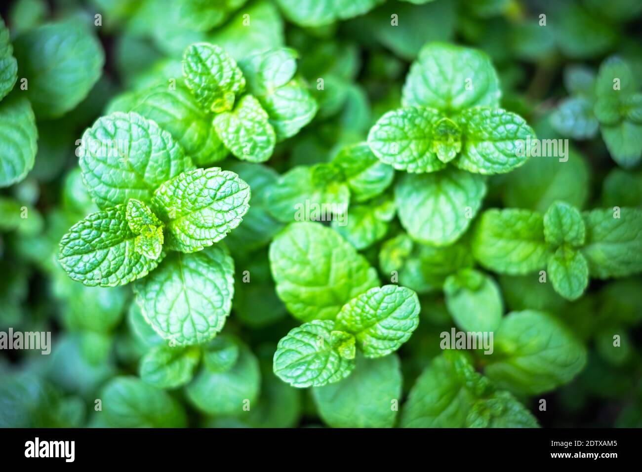 Rametti di menta piperita closeup. Aromatizzante di menta verde vegetale Foto Stock