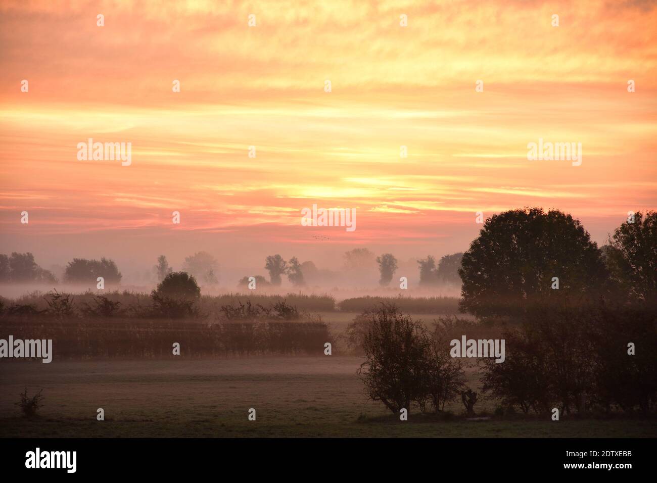 umore del mattino poco prima dell'alba. Nebbia e rugiada mattutina sui campi dei Paesi Bassi. Bell'atmosfera di colore. Paesaggio in autunno Foto Stock