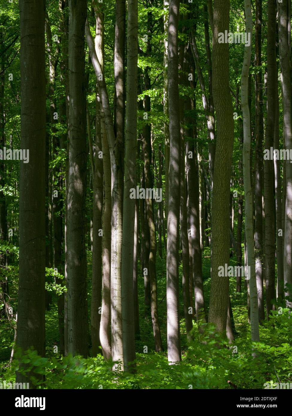 Il bosco Hainich in Turingia, Parco Nazionale e parte del patrimonio mondiale dell'UNESCO - foreste di faggi primordiali dei Carpazi e l'antica Be Foto Stock