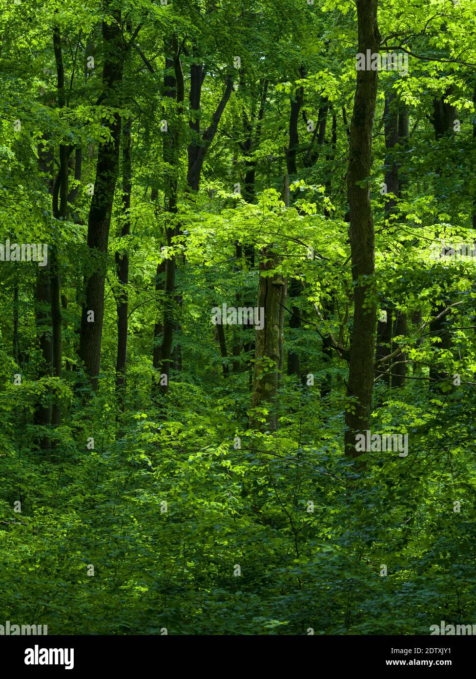 Il bosco Hainich in Turingia, Parco Nazionale e parte del patrimonio mondiale dell'UNESCO - foreste di faggi primordiali dei Carpazi e l'antica Be Foto Stock