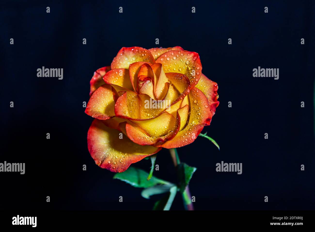 Rosa gialla con riflessi arancioni su sfondo nero Foto Stock