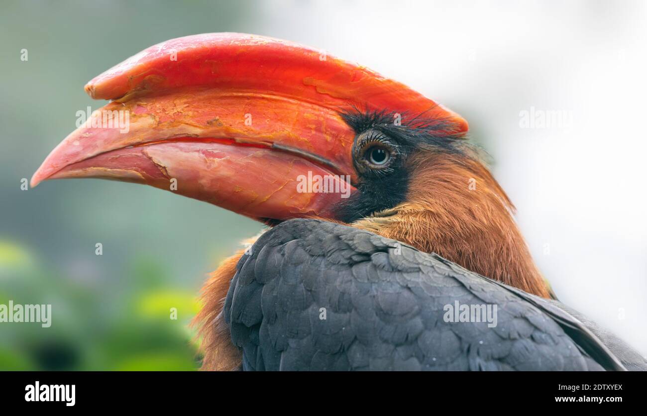 Vista ravvicinata di una becco di cornamia Rufous - l'idrocorax di Buceros Foto Stock