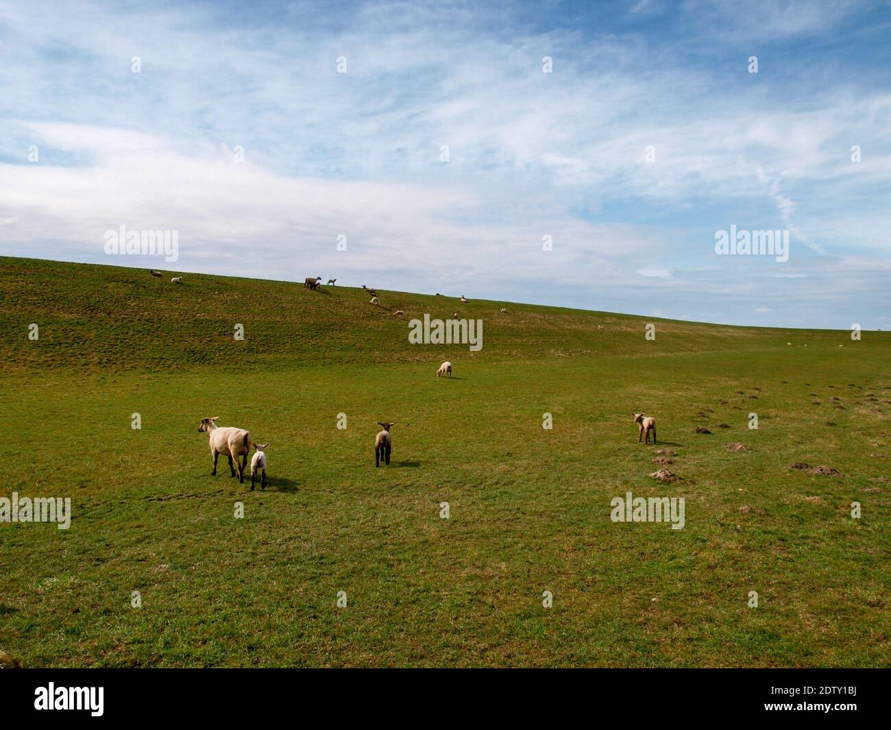 Ostfriesland, Germania: Pascolo delle pecore sul prato Foto Stock