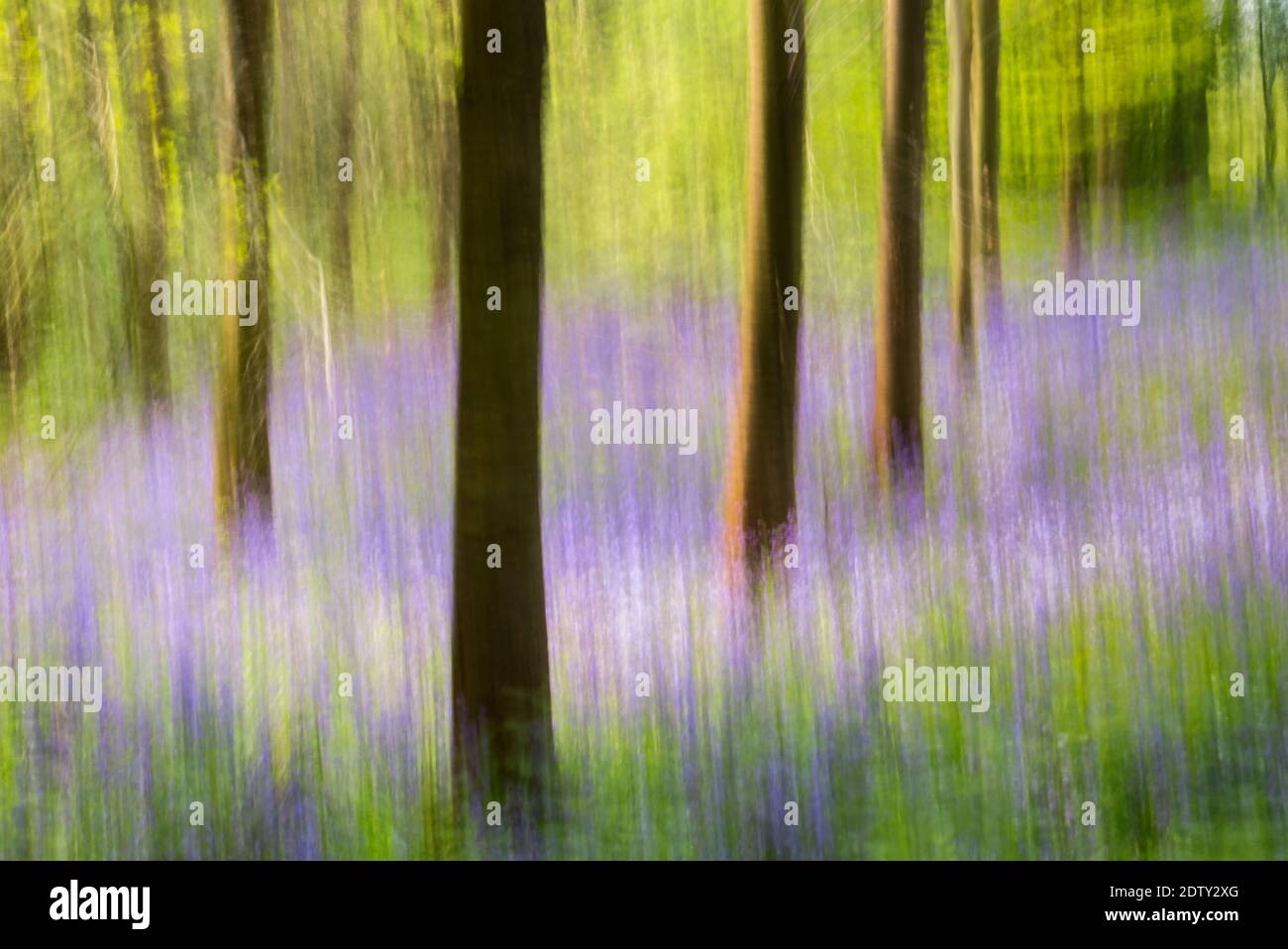 Italiano Bluebells in UK Woodland Impressionistic Image Using intenzionale Camera Tecnica di movimento Foto Stock