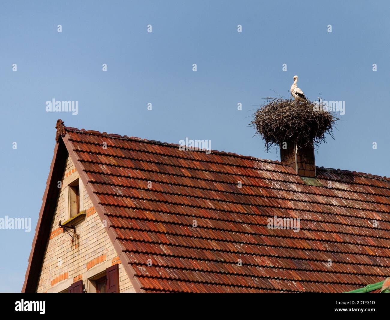 Alsazia, Francia: Cicogna nel nido in su nel camino Foto Stock