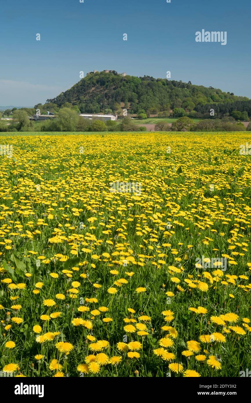 Prato di dente di leone sotto il castello di Beeston in primavera, Beeston, Cheshire, Inghilterra, Regno Unito Foto Stock