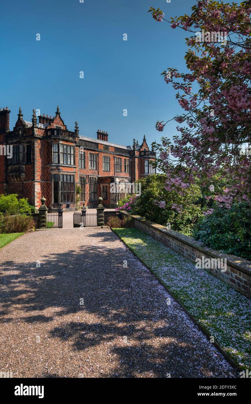 Cherry Blossom all'Arley Hall di Spring, Arley, Cheshire, Inghilterra, Regno Unito Foto Stock