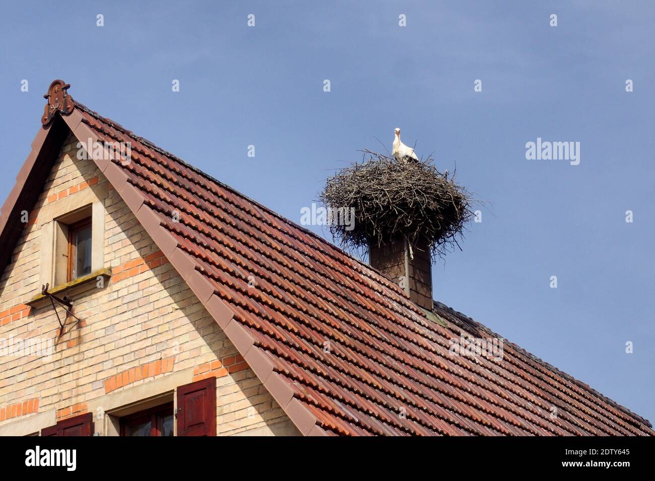 Alsazia, Francia: Cicogna nel nido in su nel camino Foto Stock