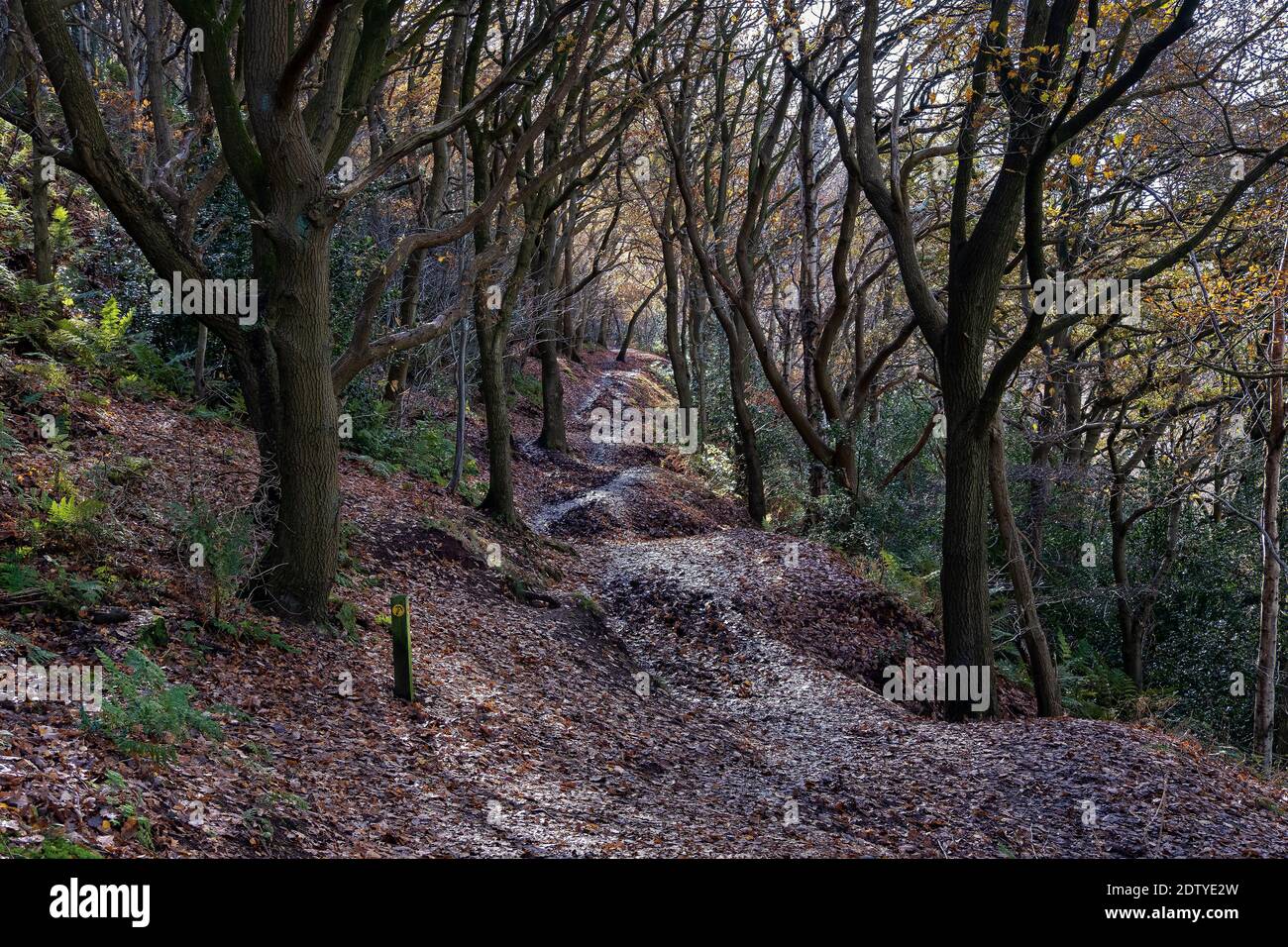 The Sandstone Trail su Frodsham Hill, vicino a Frodsham, Cheshire, Inghilterra, Regno Unito Foto Stock
