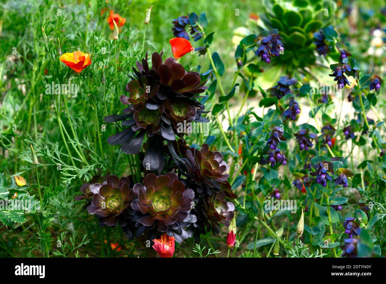 aeonium schwarzkopf,aeonium schwarzkop,rosette,foglie,succulente,succulenti,cerinthe major,Eschscholzia californica,impianto misto, RM Floral Foto Stock