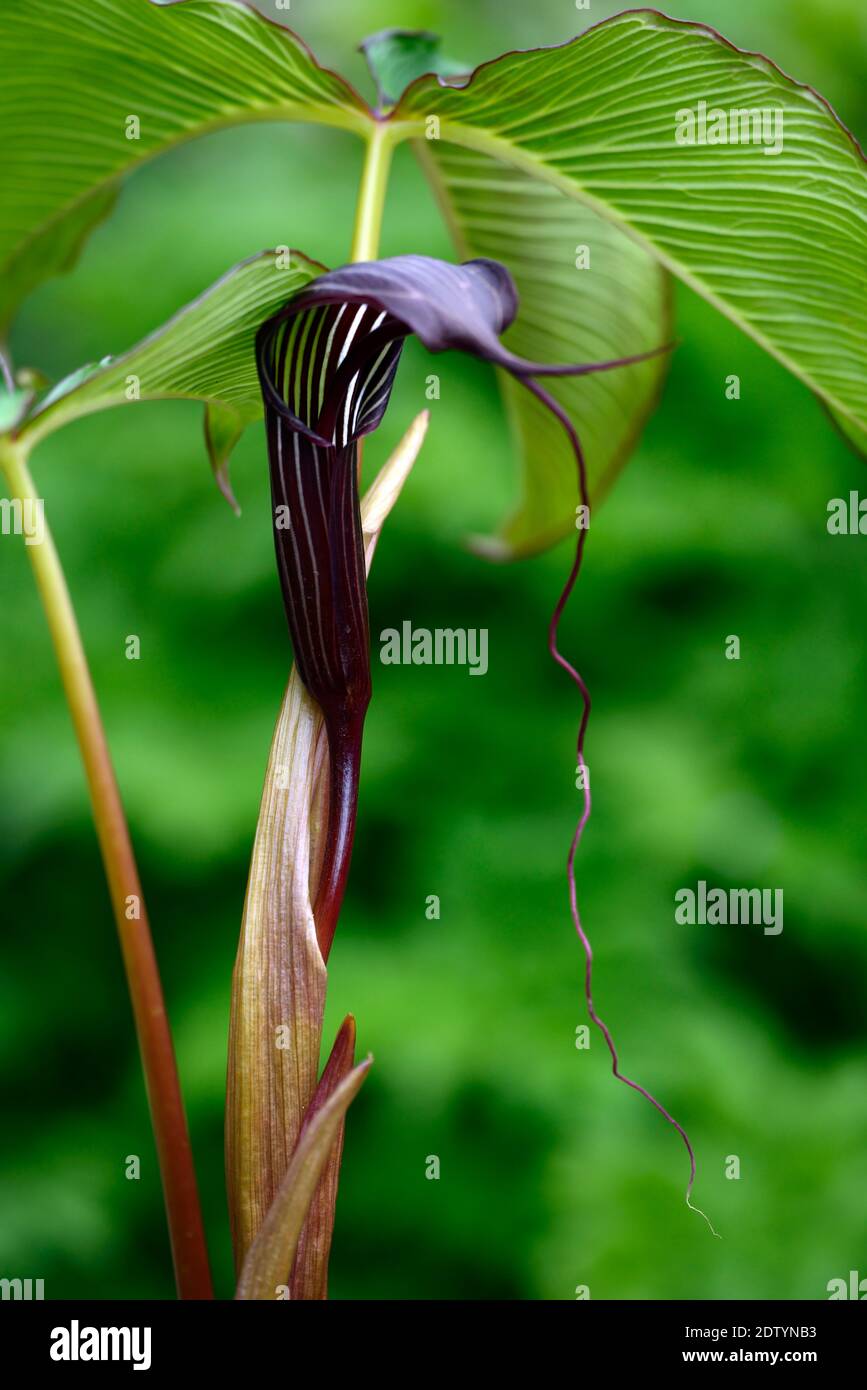 Arisaema costatum,giglio di cobra,aroide,strisce bianche viola marrone,spathe,lunga spadix,fiore esotico,fiori,fioritura,RM floreale Foto Stock