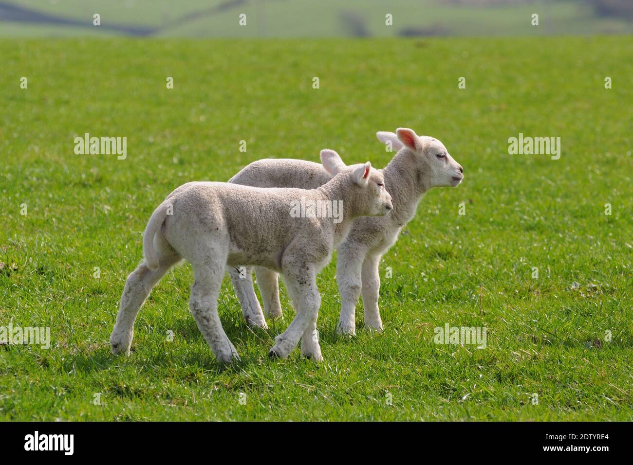Agnelli di primavera gemellati in pascolo, Scozia Foto Stock