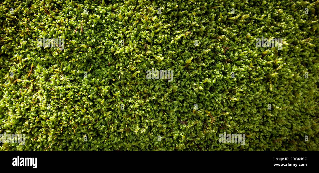 Fondo di pietra con muschio e licheni. Texture rock naturale con dettagli, macro fotografia risorsa grafica Foto Stock