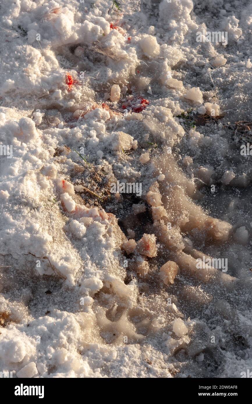 Terreno ghiacciato con neve macchiata di sangue e impronte di lupo durante l'inverno freddo. Foto Stock