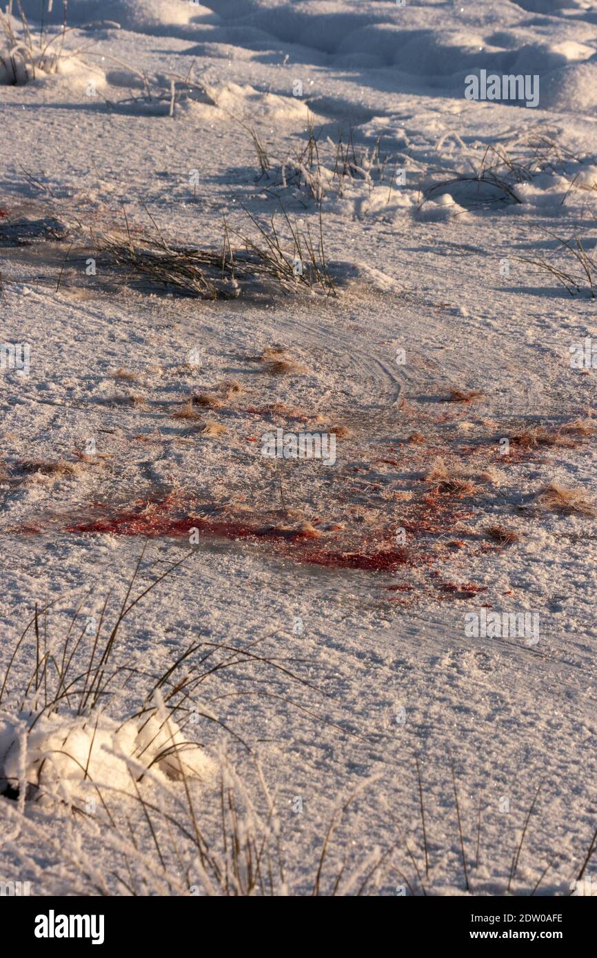 Sentiero macchiato di sangue da cadaveri e trascinato sul campo nevoso e ghiacciato durante il freddo inverno in Lettonia. Foto Stock
