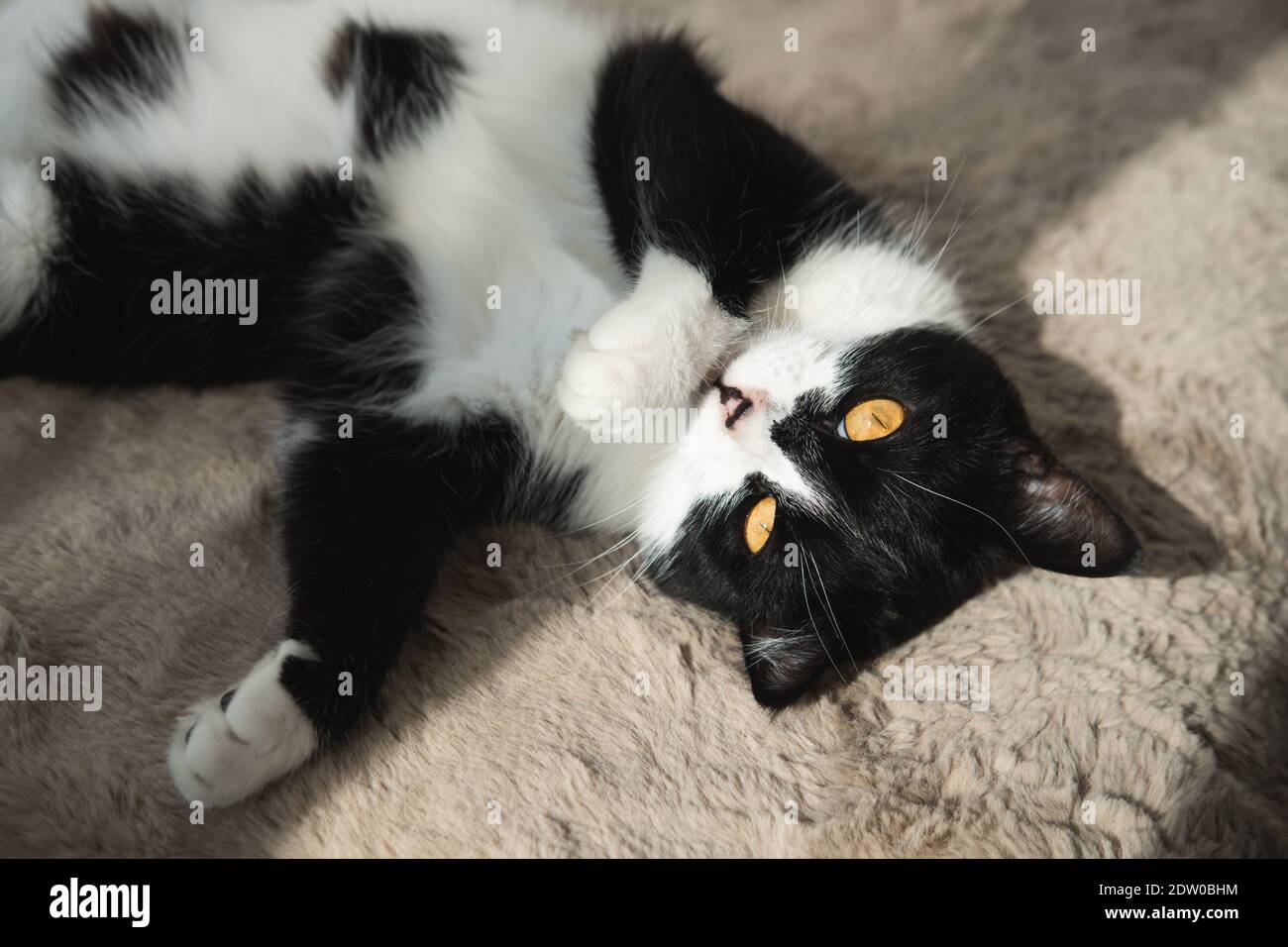 Divertente cute nero e bianco Tuxedo gatto sdraiato in sole su morbida coperta vicino alla finestra sul davanzale e guardando alla telecamera Foto Stock