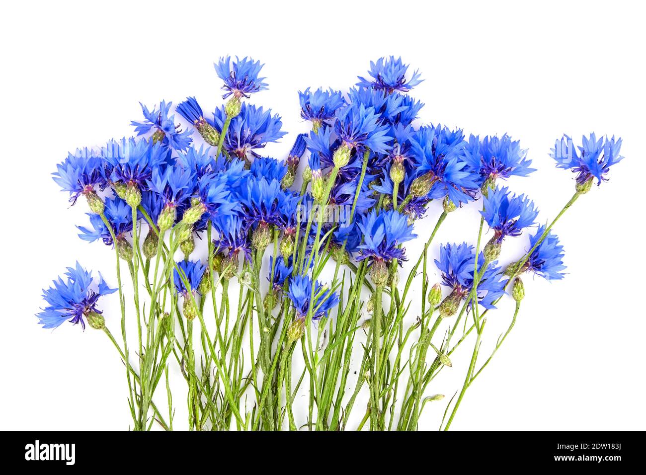 Composizione floreale - fiori di mais blu isolati su sfondo bianco Foto Stock