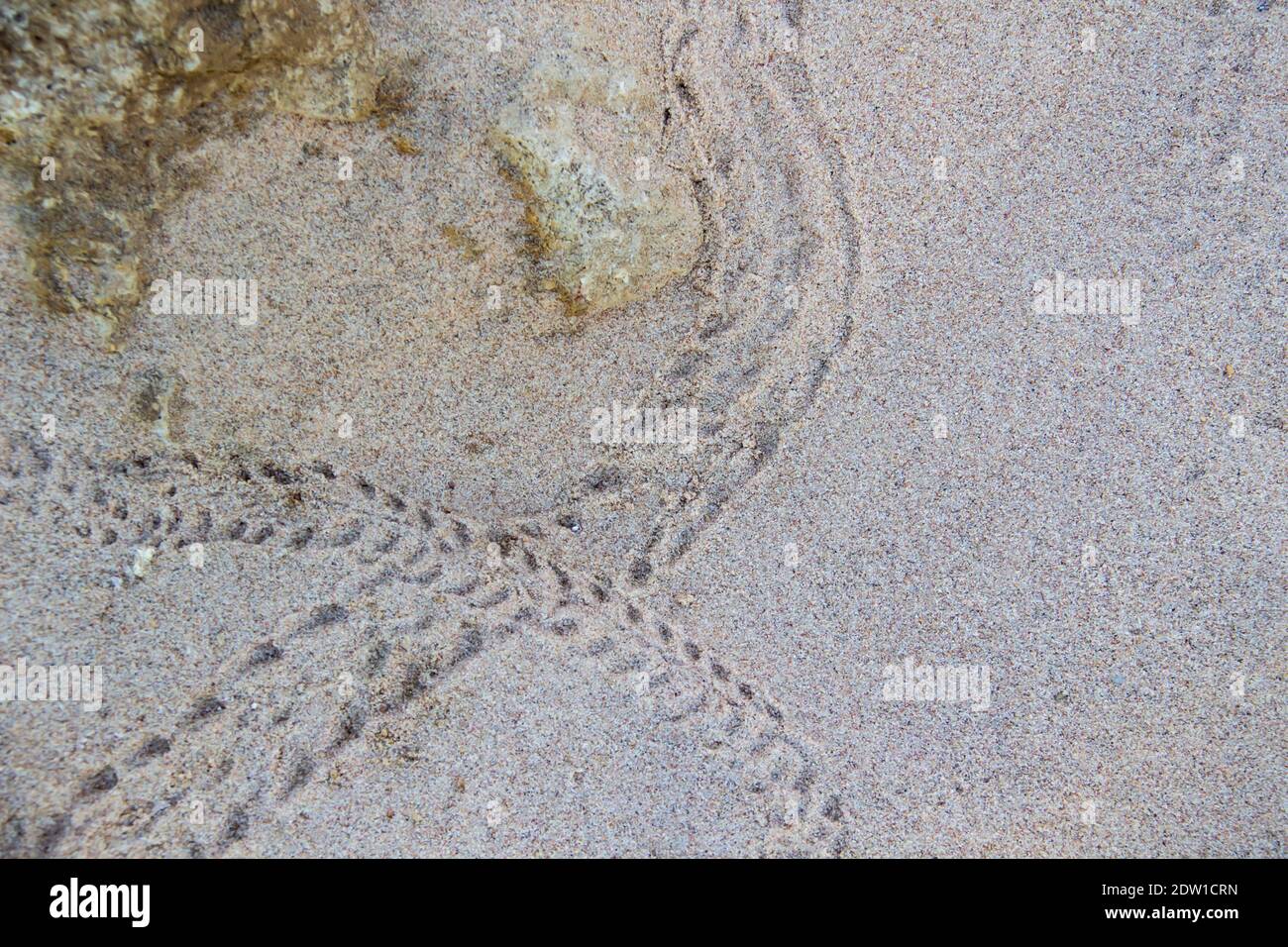 Un granchio impronte sulla sabbia Foto Stock