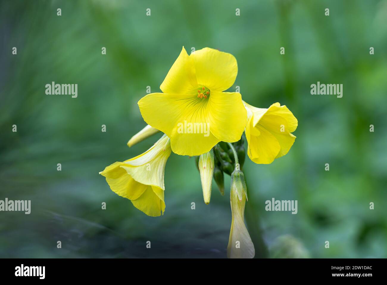 Yellow Oxalis pes-caprae, Bermuda butterCup o fiori africani di legno-sorrel, primo piano. Oxalis pes-caprae, agrumi è una specie di pianta erbacea di Th Foto Stock