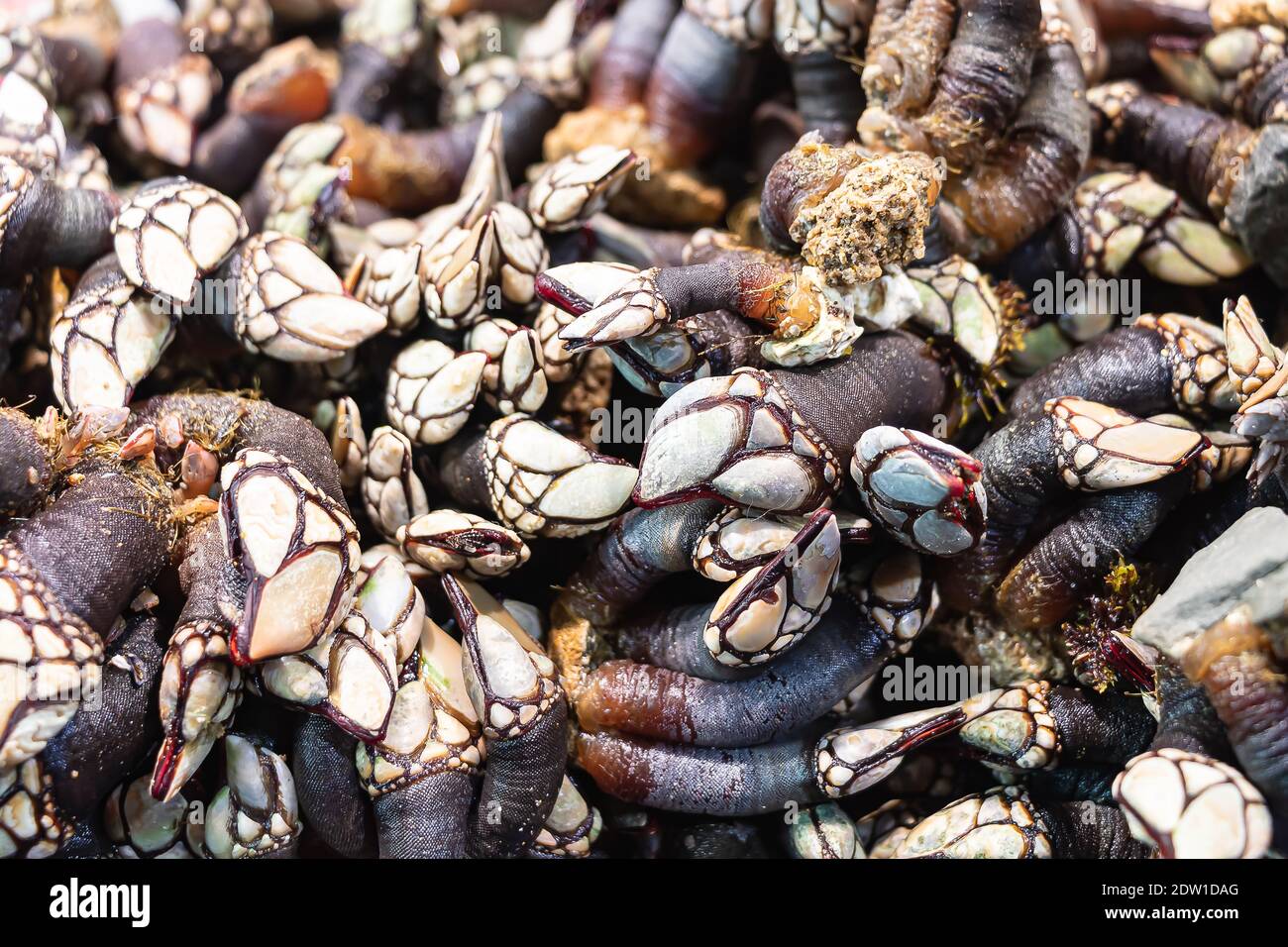 Molti barnacoli freschi (pedunculata) in vendita in un mercato del pesce a Huelva, Spagna Foto Stock