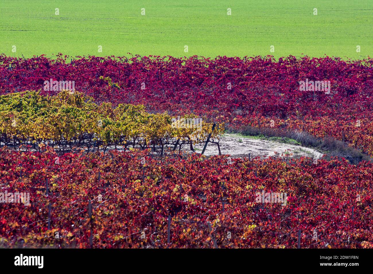 Coltivazione di vigneti con colori diversi Foto Stock