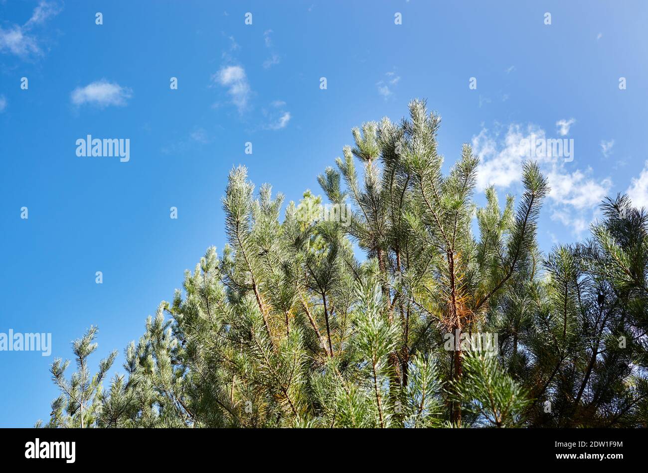 Foresta contro il cielo. Alberi di pino contro un cielo blu con nuvole in una giornata di sole Foto Stock