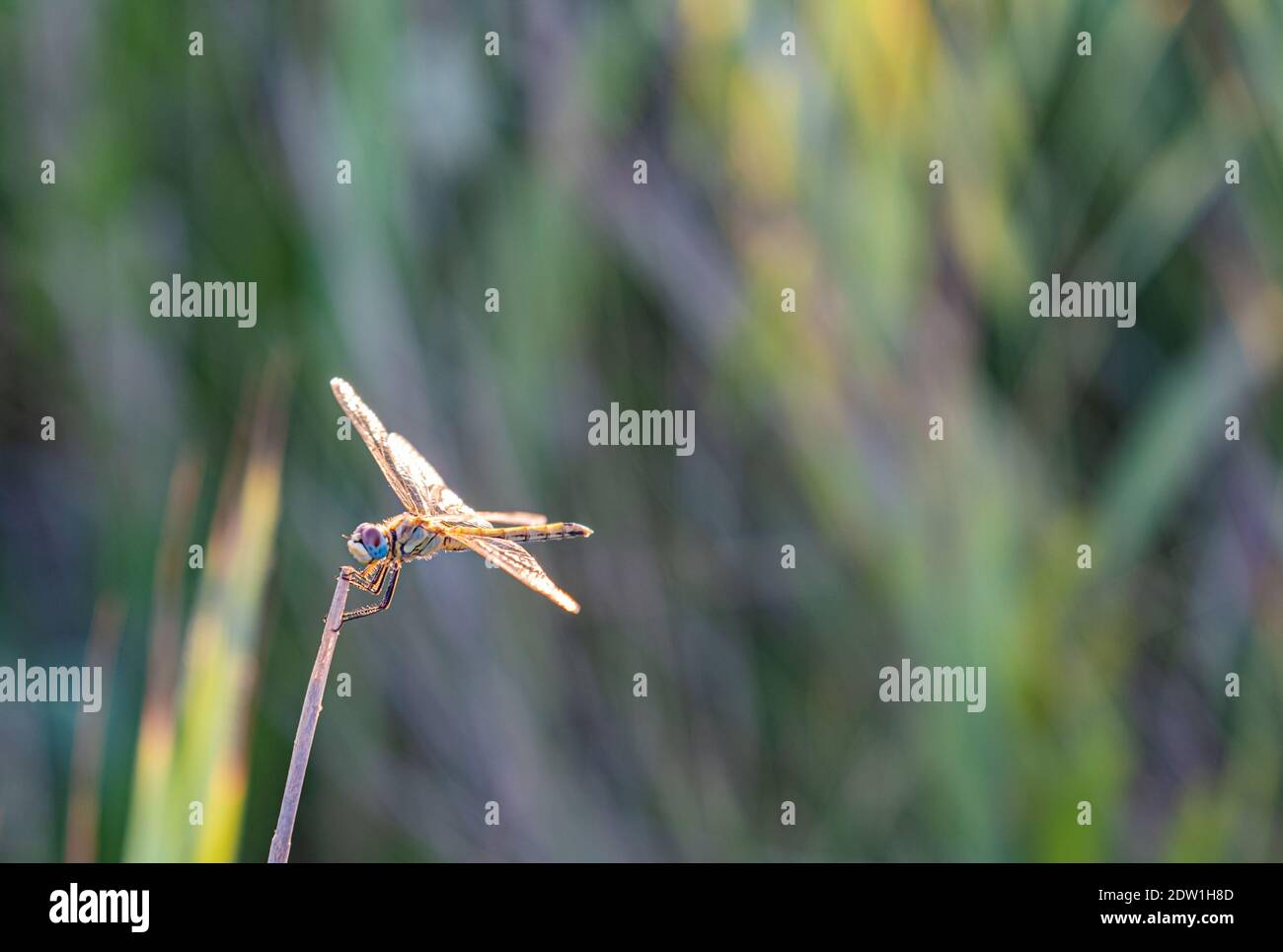Dragonfly appollaiato su un ramo Foto Stock