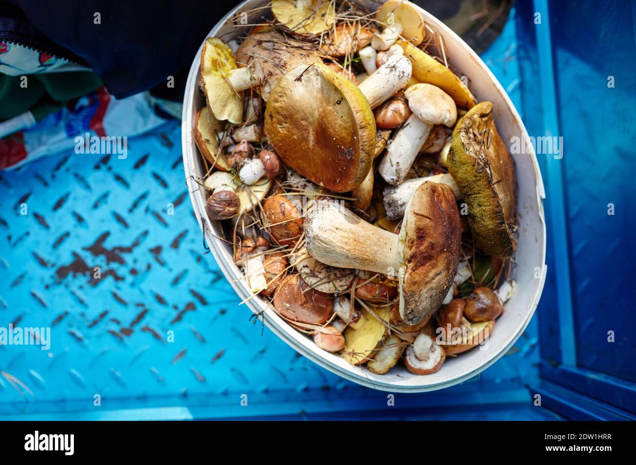 Funghi Boletus sporchi e non pelati in secchio di plastica. Raccolta di funghi selvatici nella foresta d'autunno. Nome di famiglia Boletaceae, nome scientifico Boletus edulis Foto Stock