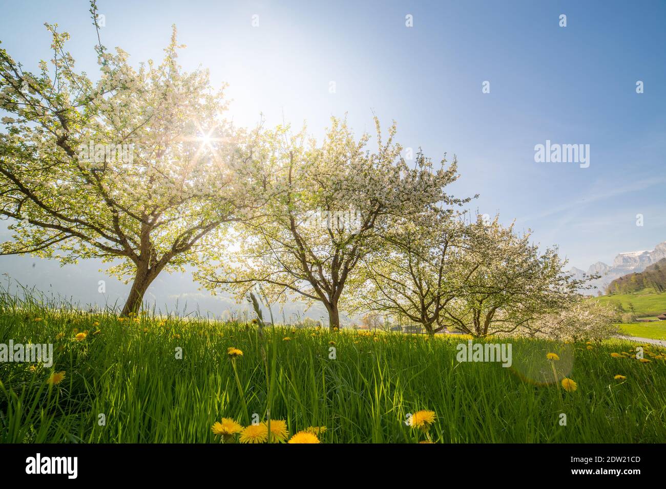 Alberi in fiore in primavera su un prato verde in il sole Foto Stock