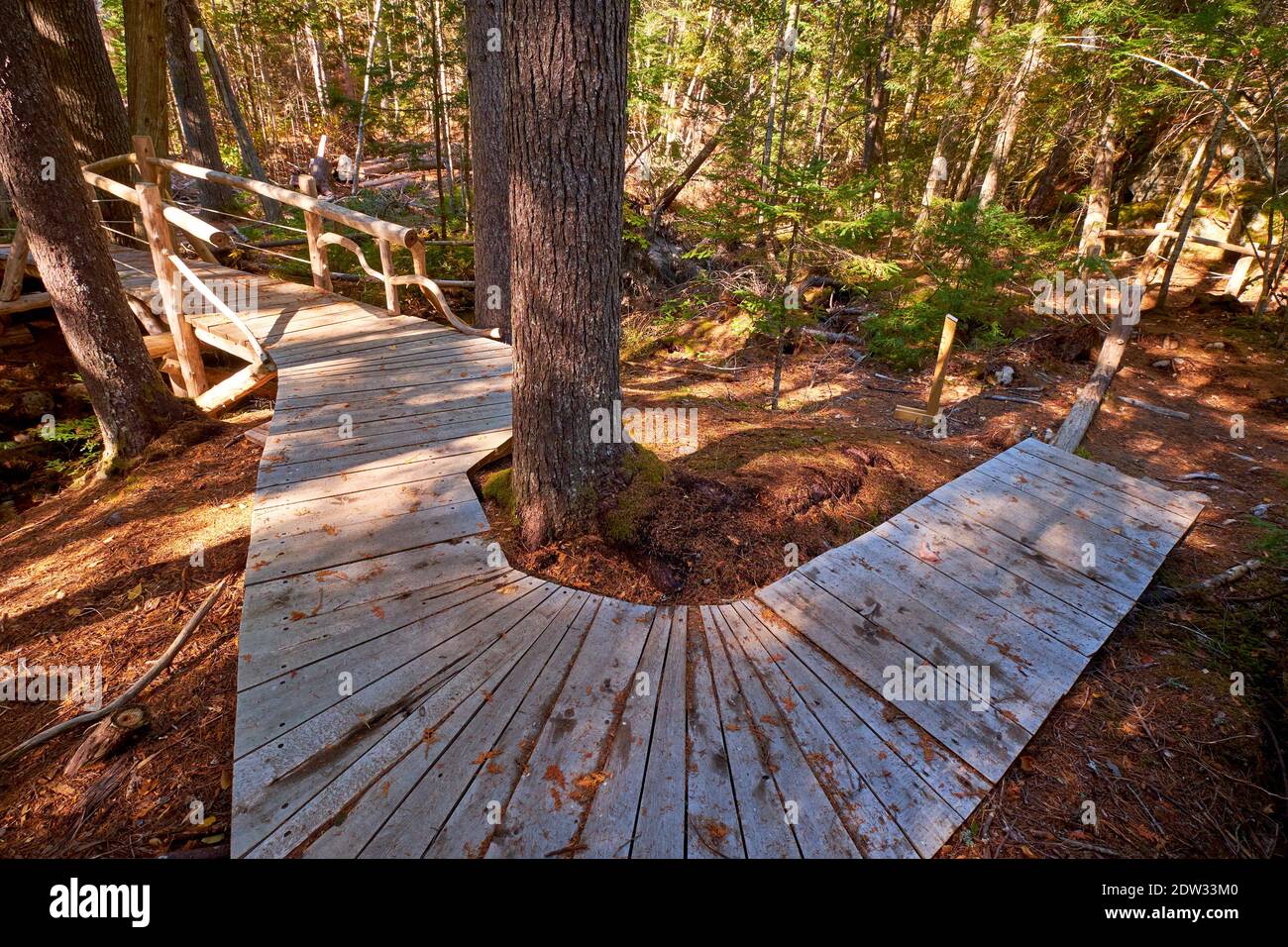 Una passerella pedonale in legno grezzo, realizzata a mano e incompiuta, e un ponte sul Peter's Brook Trail, parte della riserva naturale Blue Hill Heritage Trust. IO Foto Stock