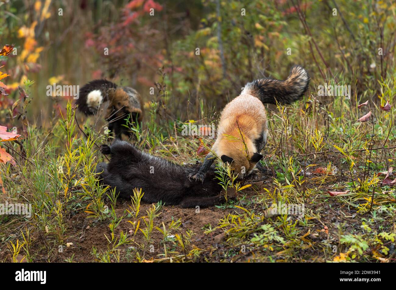 Volpe rossa (Vulpes vulpes) Pin Silver Fox Down Cross Fox si allontana in background Autunno - animali in cattività Foto Stock