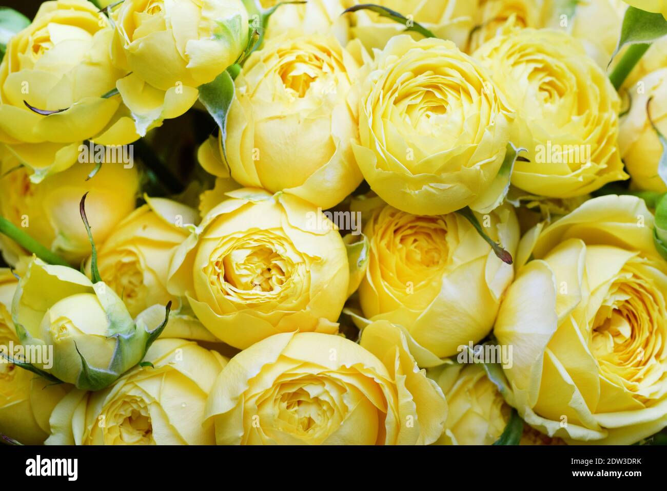 Bella rosa gialla a forma di pione. Rosa arbusto bouquet. Giallo luminoso. Colori alla moda 2021 Foto Stock