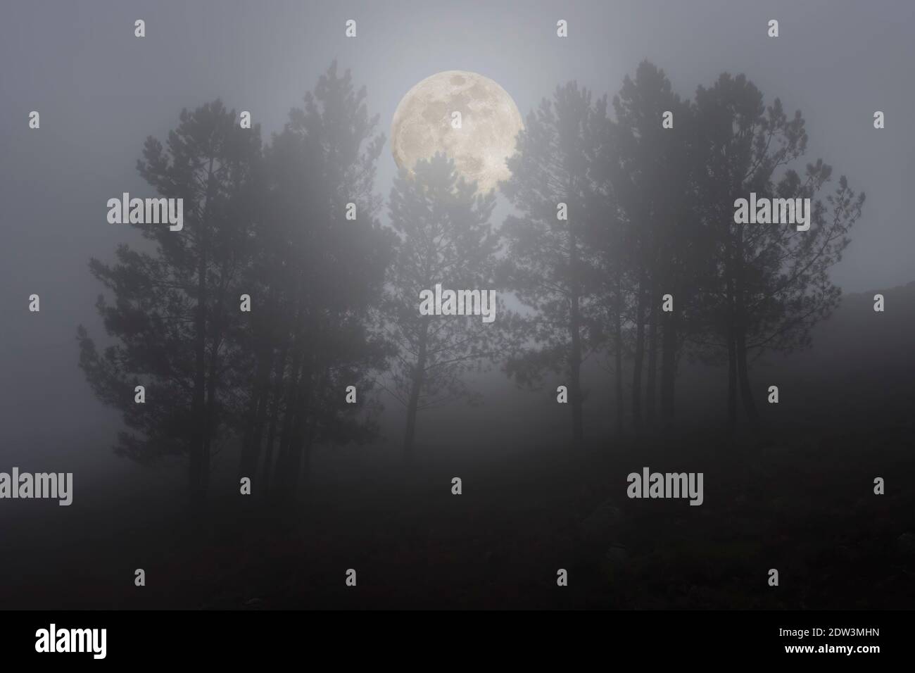 Luna nascente nei piccoli boschi di mountai Foto Stock