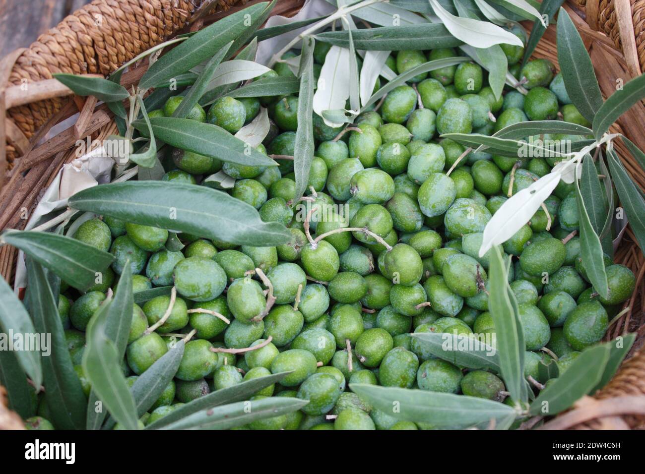 olive appena raccolte in un cestino dall'albero a. fare olio Foto stock -  Alamy
