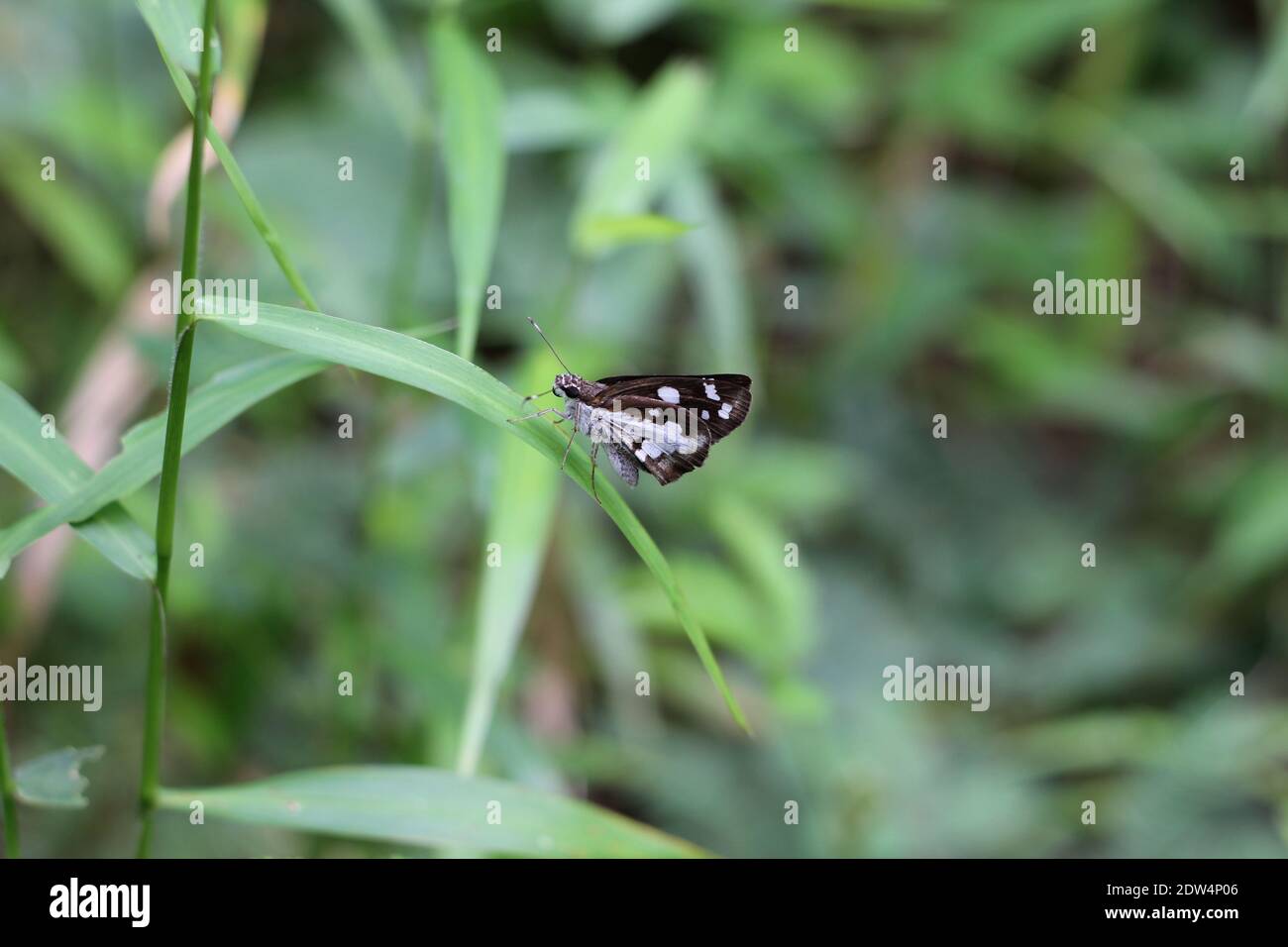 Fuoco selettivo su una farfalla di Grass Demon su un'erba foglia Foto Stock