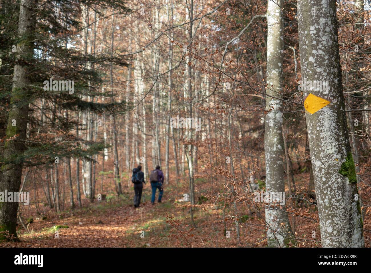 Gli escursionisti si dirono verso Chasseral, una montagna in Svizzera, attraverso la foresta Foto Stock