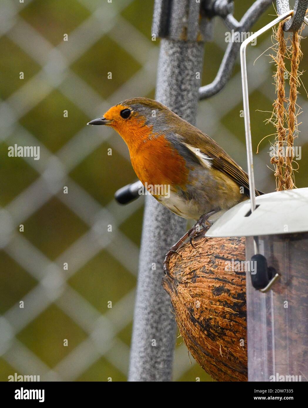 European Robin (Erithacus rubecula) su un alimentatore di uccelli. Foto Stock