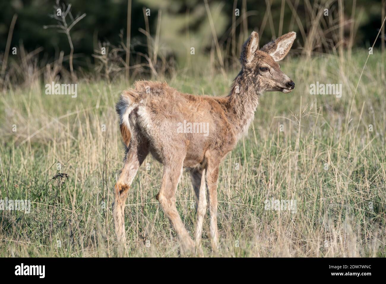 Mule Deer, patrimonio dell'umanità dell'Iwetemlaykin, Oregon. Foto Stock