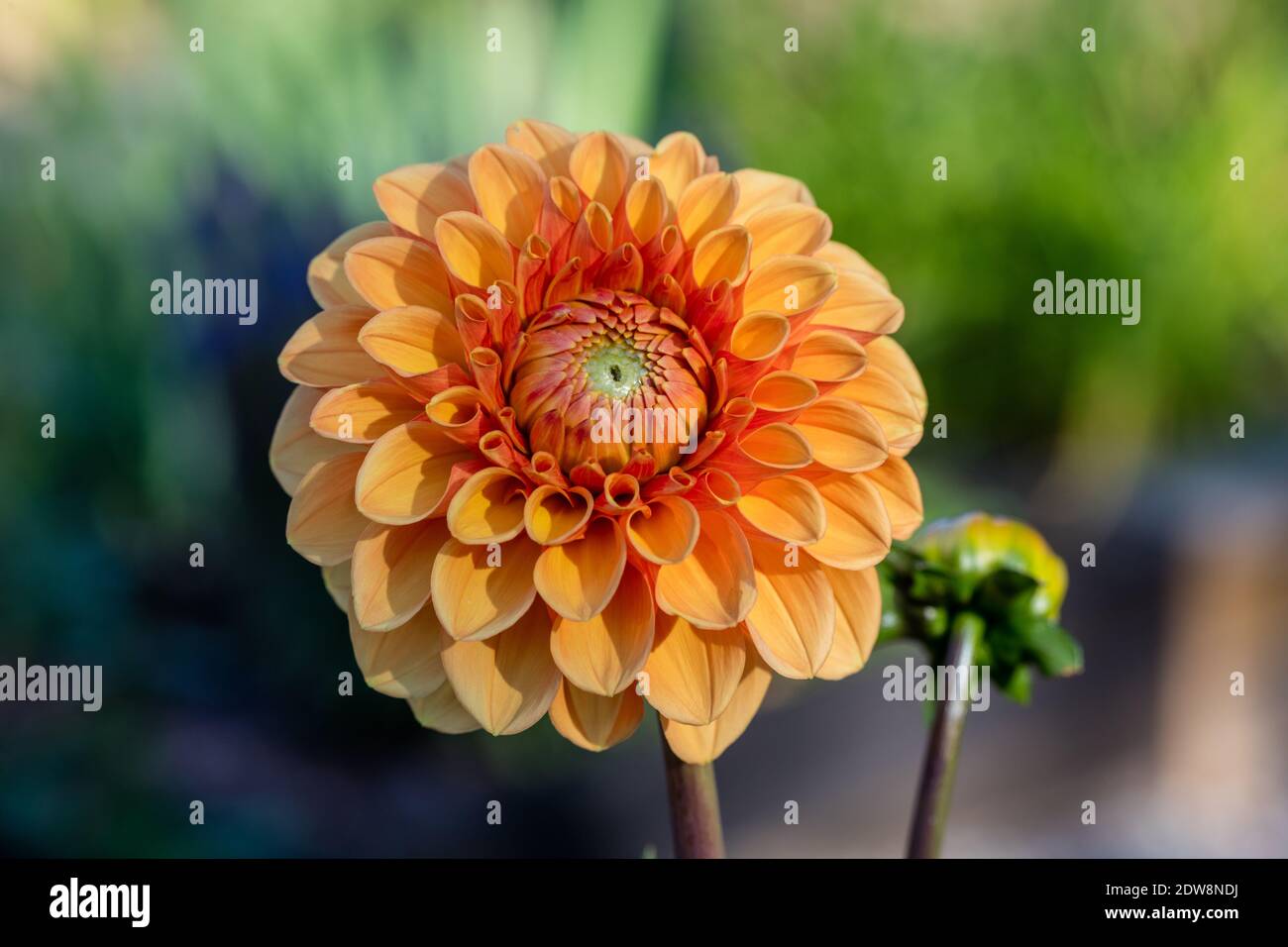 "Bantling' Pompon dalia, Pompondahlia (Dahlia x Pinnata) Foto Stock