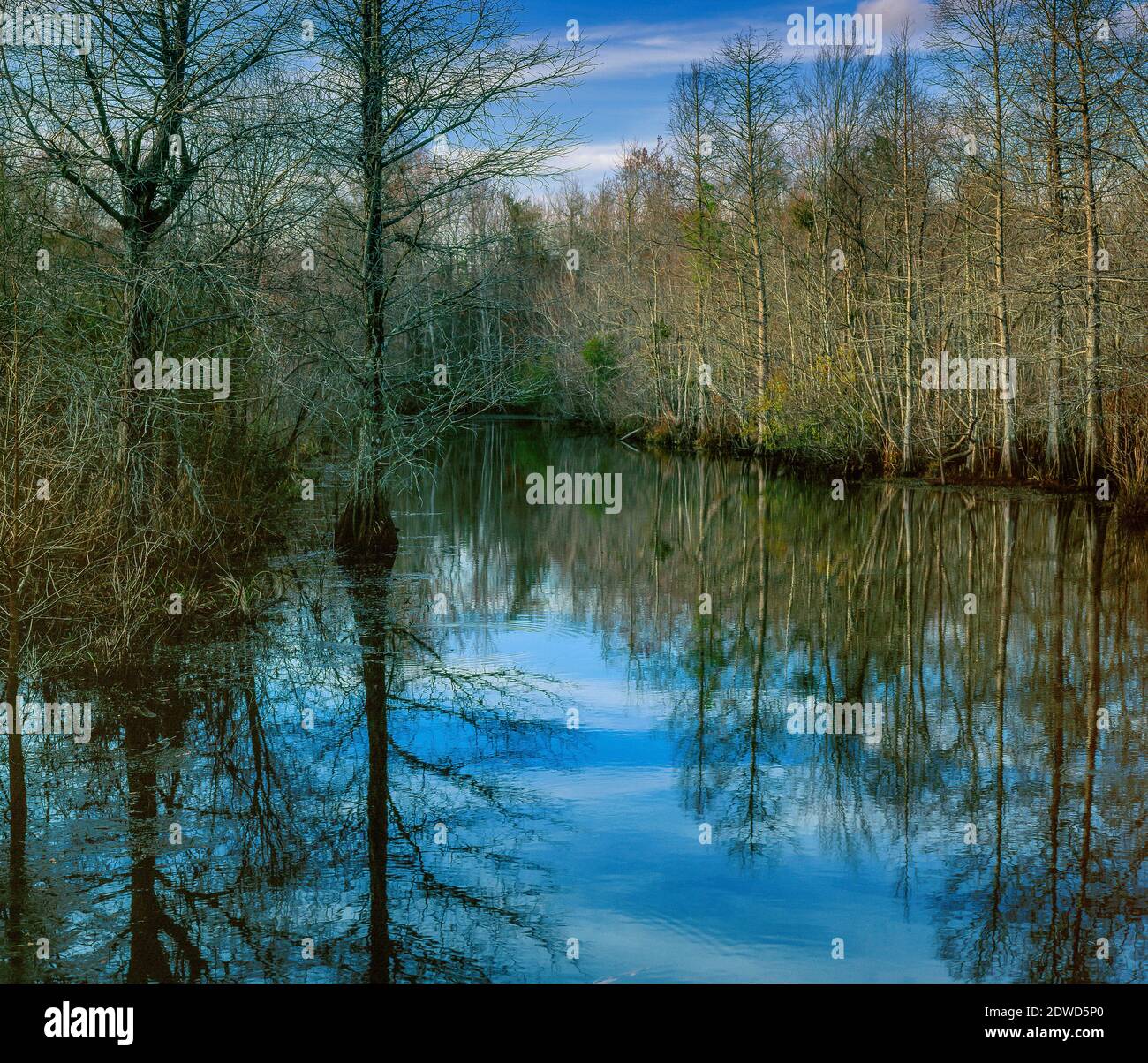 Willow Hall palude, Francis Marion National Forest, Carolina del Sud Foto Stock