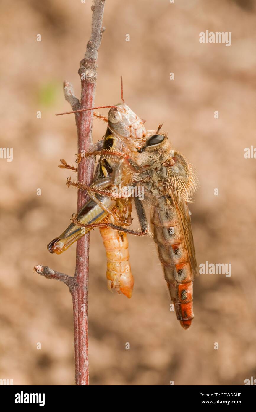 Robber Fly femmina, Scleropogon picticornis, Asilidae. Lunghezza 28 mm. Nutrire il grassopper di Humphrey, Barytettix humphreysii. Foto Stock