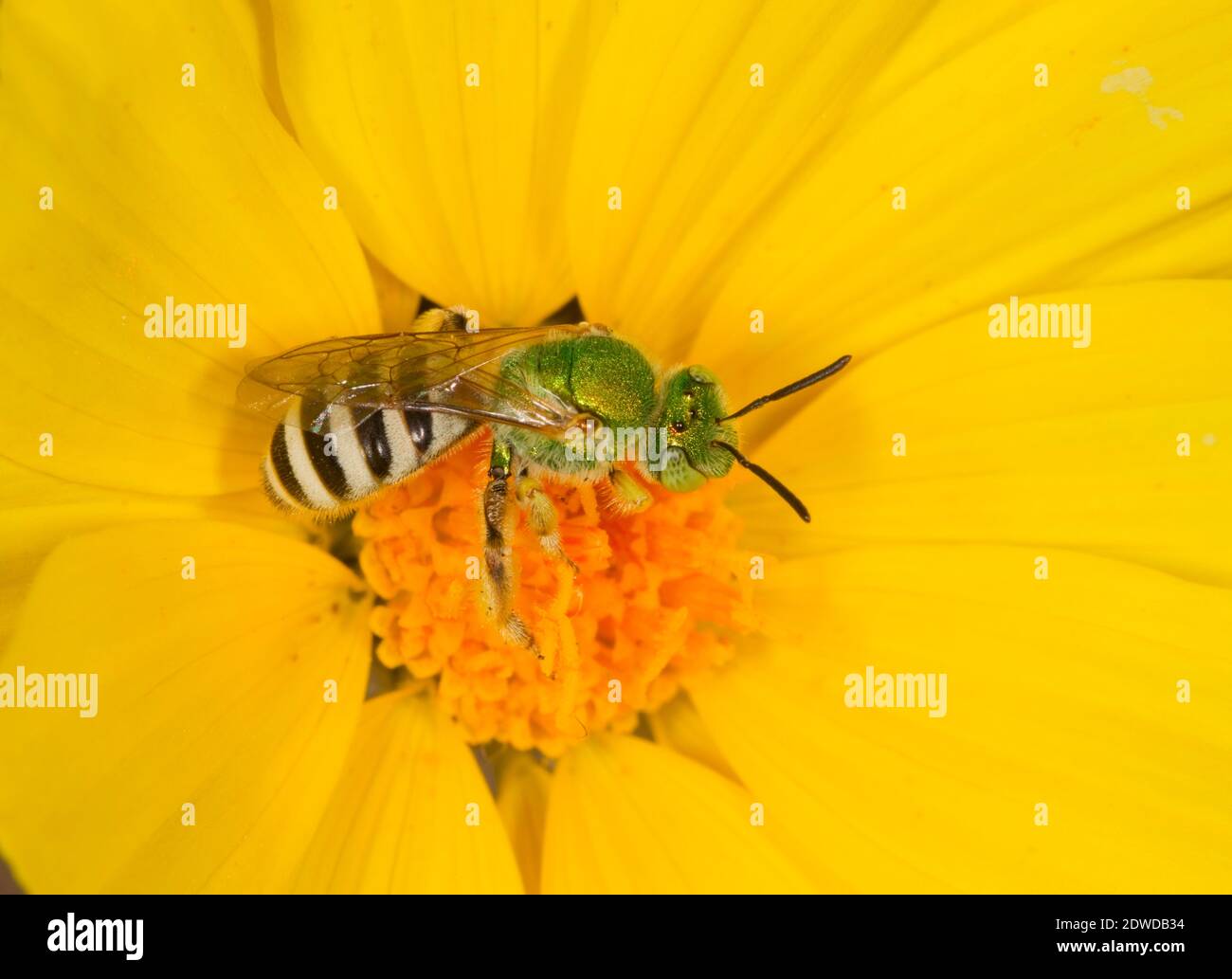 Ape femminile con coda di miele a righe, Agapostemon melliventris, Halictidae. Lunghezza corpo 10 mm. Foto Stock