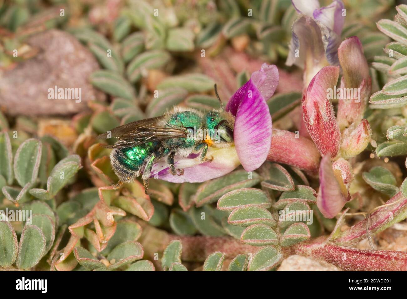 Mason Bee maschio, Osmia foxi, Megachilidae. Nectaring ad Astragalus sp. Foto Stock