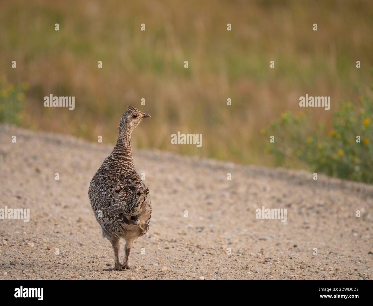 Maggiore salvia gallina che cammina su una strada sterrata con la schiena alla macchina fotografica nel Badlands National Park, South Dakota. Foto Stock