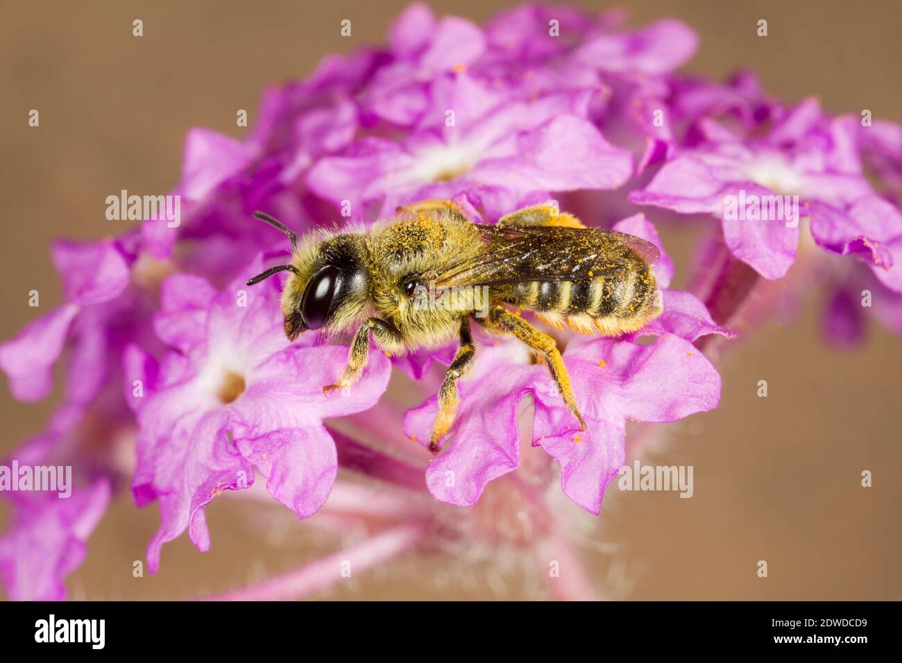 Mason Bee femmina, Hopitis biscutellae, Megachilidae. Lunghezza corpo 11 mm. Nectaring a Sand Verbena, Abronia sp. Foto Stock