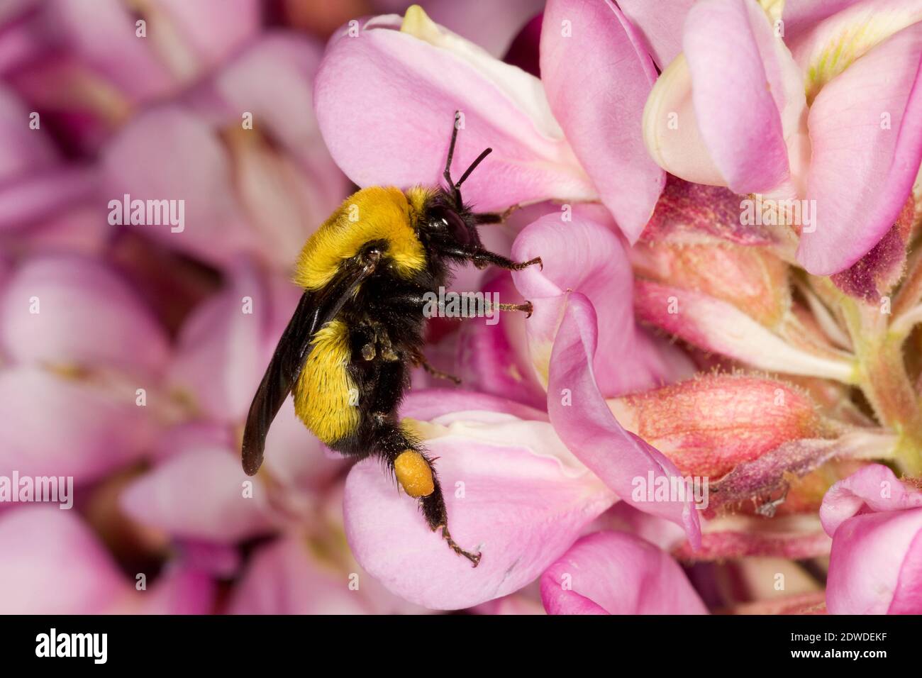 Bumble Bee femmina di Morrison, Bombus morrisoni, Apidi. Lunghezza corpo 14 mm. Nectaring a New Mexico Locust, Robinia neomexicana, Fabaceae. Foto Stock