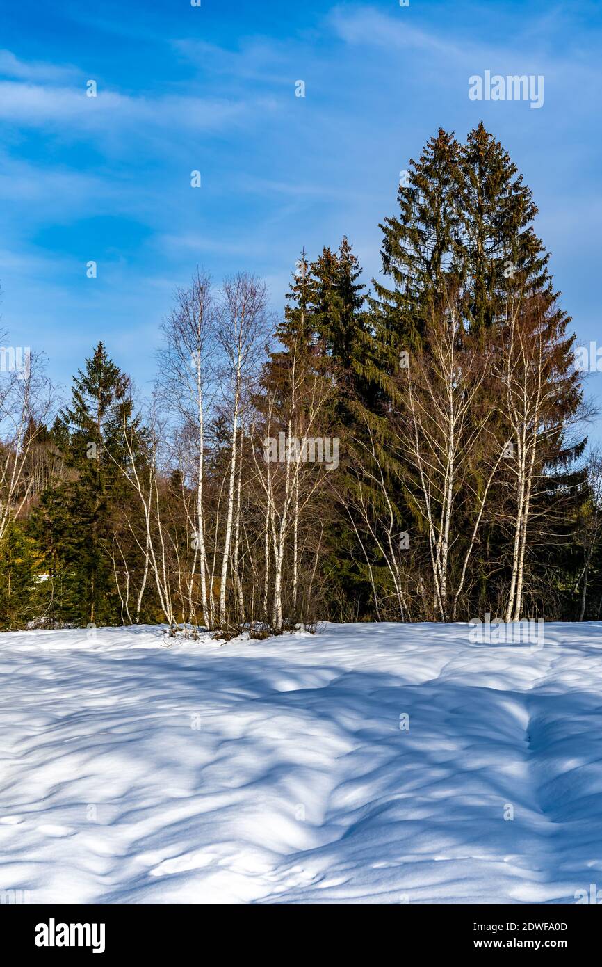 Inverno nella brughiera di Bildstein. Paesaggio innevato con prato e single tree, foresta e sentieri per piedi. Verschneites Hochmoor in Vorarlberg Austria Foto Stock